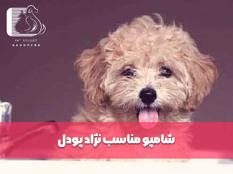 شامپو مناسب نژاد پودل